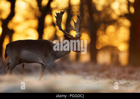 Close-up of a Fallow Deer stag walking on an early autumn morning against rising sun, UK. Stock Photo