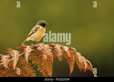 European stonechat perching on a fern branch against colorful background in natural surrounding, UK. Birds in parks and meadows. Stock Photo