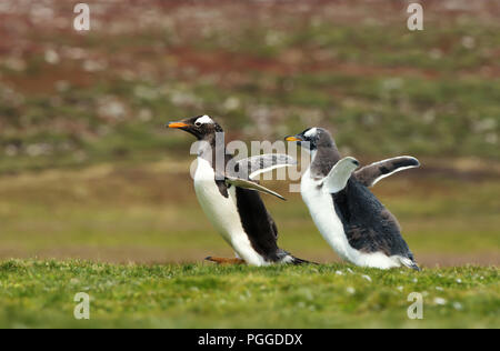 Gentoo penguin chick chasing its parent to be fed, Falkland islands. Interesting animal / bird behaviour in the wild. Stock Photo