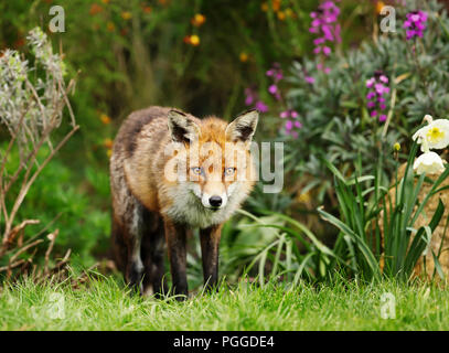 Red fox standing in the garden with flowers, spring in UK. Stock Photo