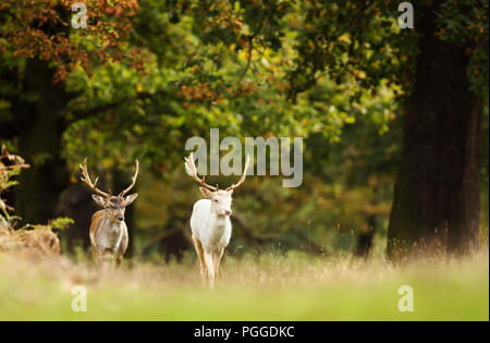 Two Fallow deer (Dama dama) walking in the forest in autumn, UK. Stock Photo