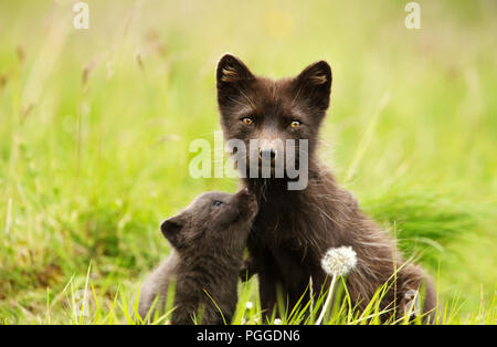 Close-up of Female Arctic fox with a cute little cub in the meadow, summer in Iceland.