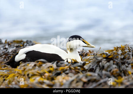 Close-up of a male common eider (Somateria mollissima) lying in the seaweed on a coastal area in Norway. Stock Photo