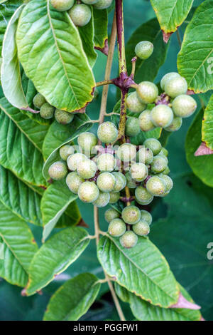 Sakhalin Corktree, Phellodendron amurense var. sachalinense, ripening fruits Stock Photo
