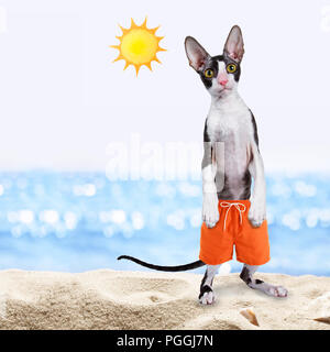 Black with white cornish rex cat standing up wearing swim shorts on beach Stock Photo Alamy