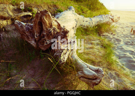 Tree trunk lying on the Baltic beach at sunset. Baltic Sea coast, Stegna, Pomerania, northern Poland. Stock Photo