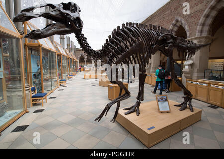 Edmontosaurus dinosaur skeleton at the Pitt Rivers museum in Oxford showing complete skeleton - head ribs, spine, legs, etc Stock Photo
