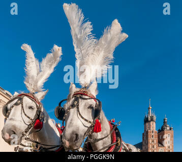 Pair of white horses with the Saint Mary's Basilica in the background in the historic center of Krakow, Poland on a beautiful sunny day Stock Photo