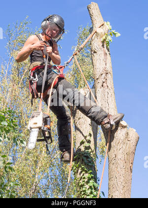 Female tree surgeon getting ready to use a chainsaw while roped to a tree. Stock Photo