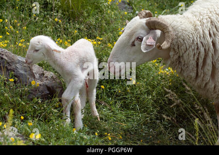 Sheep (Ovis aries) - Basco-Bearnaise - with lamb just born - Pyrenean - France Brebis basco-béarnaise avec agneau nouveau-né Stock Photo