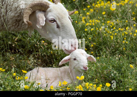 Sheep (Ovis aries) - Basco-Bearnaise - with lamb - Pyrenean - France Brebis basco-béarnaise avec agneau Stock Photo