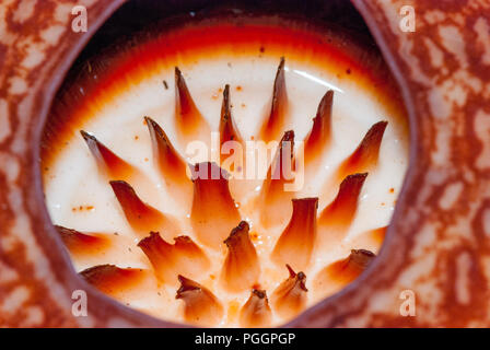 close up view Rafflesia flower, Rafflesia arnoldii, Sabah, Borneo, Malaysia Stock Photo
