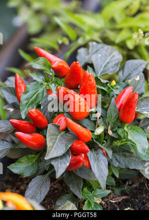Red pepper plant (Capsicum frutescens) Stock Photo