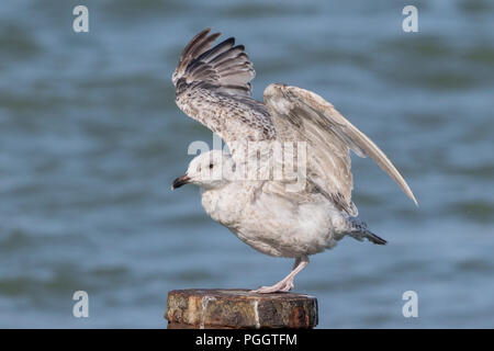 herring gull Larus argentatus immature bird perched on post near sea, Cromer, Norfolk, UK Stock Photo