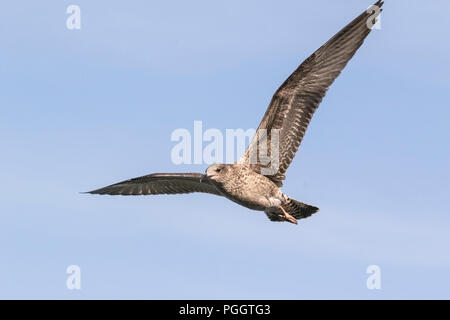 herring gull Larus argentatus immature in flight over sea, Cromer, Norfolk, UK Stock Photo