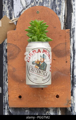 Recycling beer cans for plant pots  Birra Moretti Lager