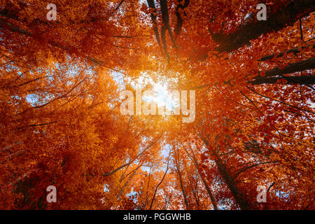 Colorful autumn treetops in fall forest with blue sky and sun shining though trees. Sky and sunshine through the autumn tree branches from below. Red  Stock Photo