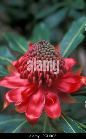 WARATAH (TELOPEA SPECIOISSIMA) FLORAL EMBLEM OF NEW SOUTH WALES, AUSTRALIA Stock Photo