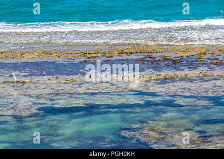 Seabirds on the reef, Indian Ocean, Yanchep Lagoon, Western Australia Stock Photo