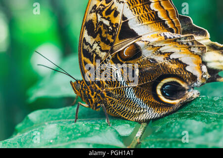 Close up of Caligo memmon butterfly Stock Photo