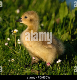 Baby Canada Geese. Stock Photo