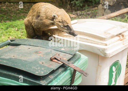 South american coati (nasua nasua) digging in the trash, Iguazu National Park, Misiones, Argentina, South America