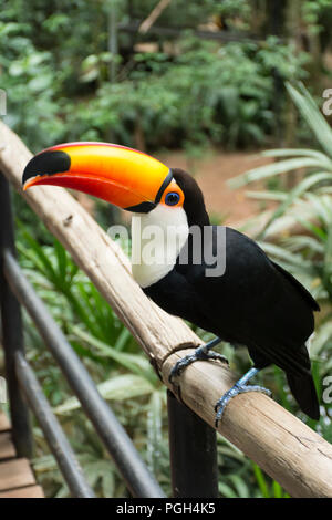 Toco toucan or common toucan (Ramphastos toco) at Bird Park, Foz do Iguacu, Brazil, South America Stock Photo