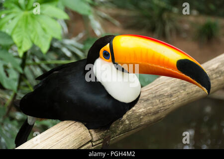 Toco toucan or common toucan (Ramphastos toco) at Bird Park, Foz do Iguacu, Brazil, South America Stock Photo