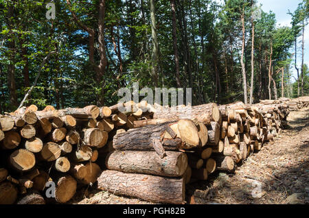 Forestry work in European Union. Wall of big old pine wood logs. Stock Photo
