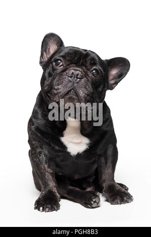 cute french bulldog sitting and looking up isolated on white background Stock Photo