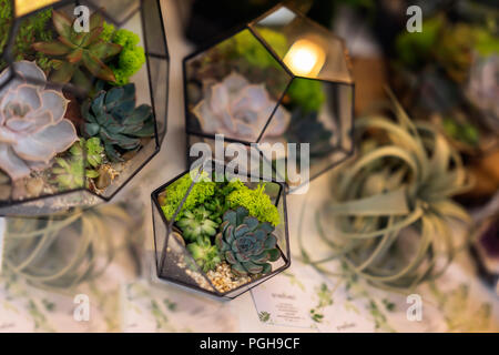 Succulents in florariums. Creativity of growing succulents and cacti, beautiful compositions. Landscape in a geomeric aquarium Stock Photo