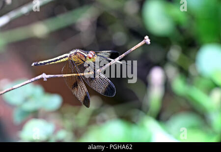 Colorful dragon fly perched on dry plant twig Stock Photo