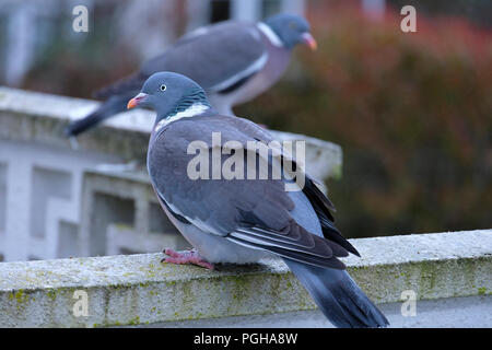 Pair of Wood Pigeons perched on garden wall Stock Photo