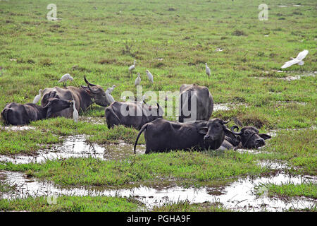 Herd of Indian water buffaloes grazing in marshy grass field, along with flock of white egret birds Stock Photo