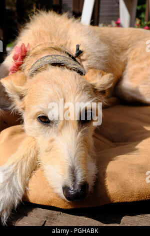Rough coated female Lurcher relaxing on her dog bed Stock Photo
