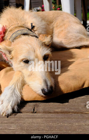 Rough coated female Lurcher relaxing on her dog bed Stock Photo