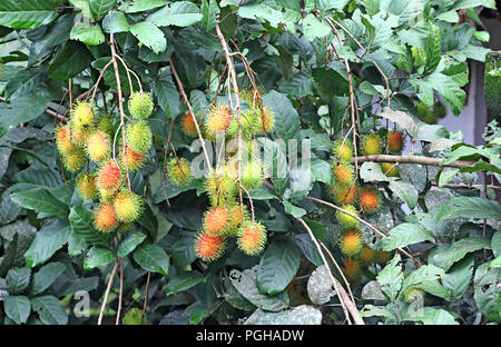Clusters of ripening spiky red Rambutan fruits growing in tree from Kerala, India.