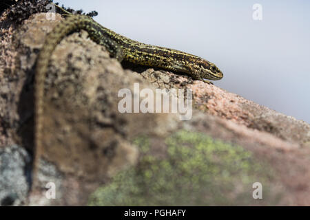 Common Lizard, Scotland Stock Photo