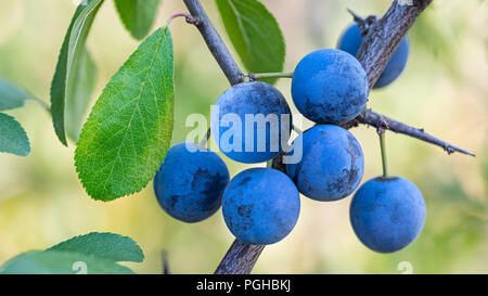 Group a ripe blue sloes on branch. Green leaves. Prunus spinosa. Beautiful wild blackthorn tree close-up. Fresh fruit berries of tart astringent taste. Stock Photo