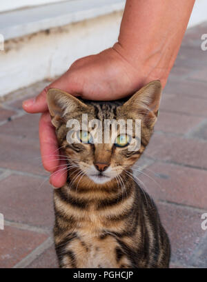 Street cat being stroked in Greece Stock Photo