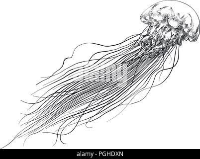 Hand drawn sketch of jellyfish in black isolated on white background. Detailed vintage style drawing. Vector illustration Stock Vector