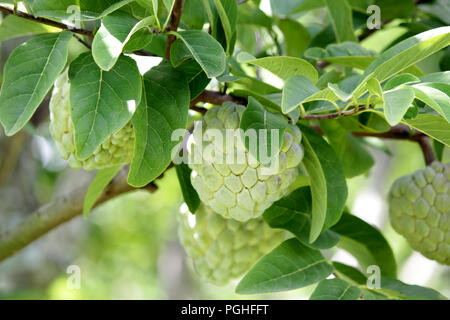 custard apple fruit on tree in organic farm Stock Photo