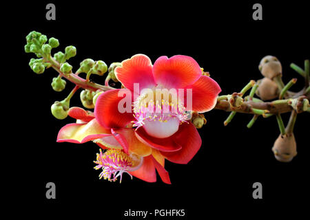 beautiful cannonball tree isolated on black background Stock Photo