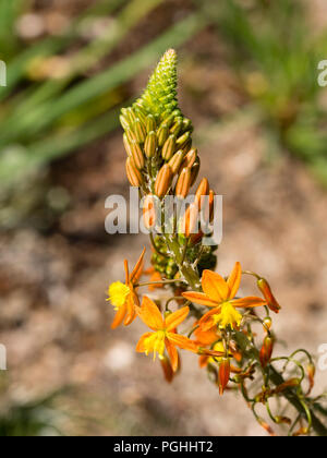 Orange and yellow flowers in the spike of the succulent evergreen, Bulbine frutescens Stock Photo