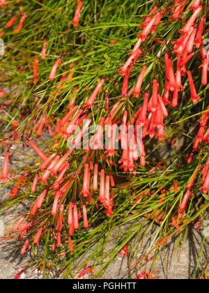 Tubular red flowers of the sub-tropical firecracker plant, Russelia equisetiformis Stock Photo