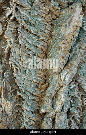 Bark of Phellodendron Amurense Lavalle Cork Tree Amur Corktree Stock Photo