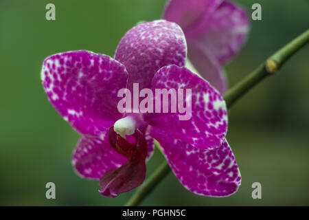 Fuchsia Orchid - Phalaenopsis Stock Photo