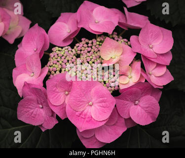 Pink Hydrangea / Hortensia Stock Photo