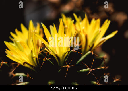 Pincushion Cactus - Mammillaria - Yellow flower Stock Photo