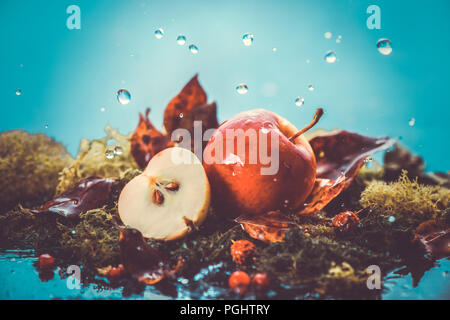 Autumn apples under rain still life. Fall harvest header with water drops and copy space. Red small ranet apples and fallen leaves. Cross process effect Stock Photo